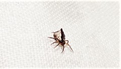 Phoroncidia sextuberculata