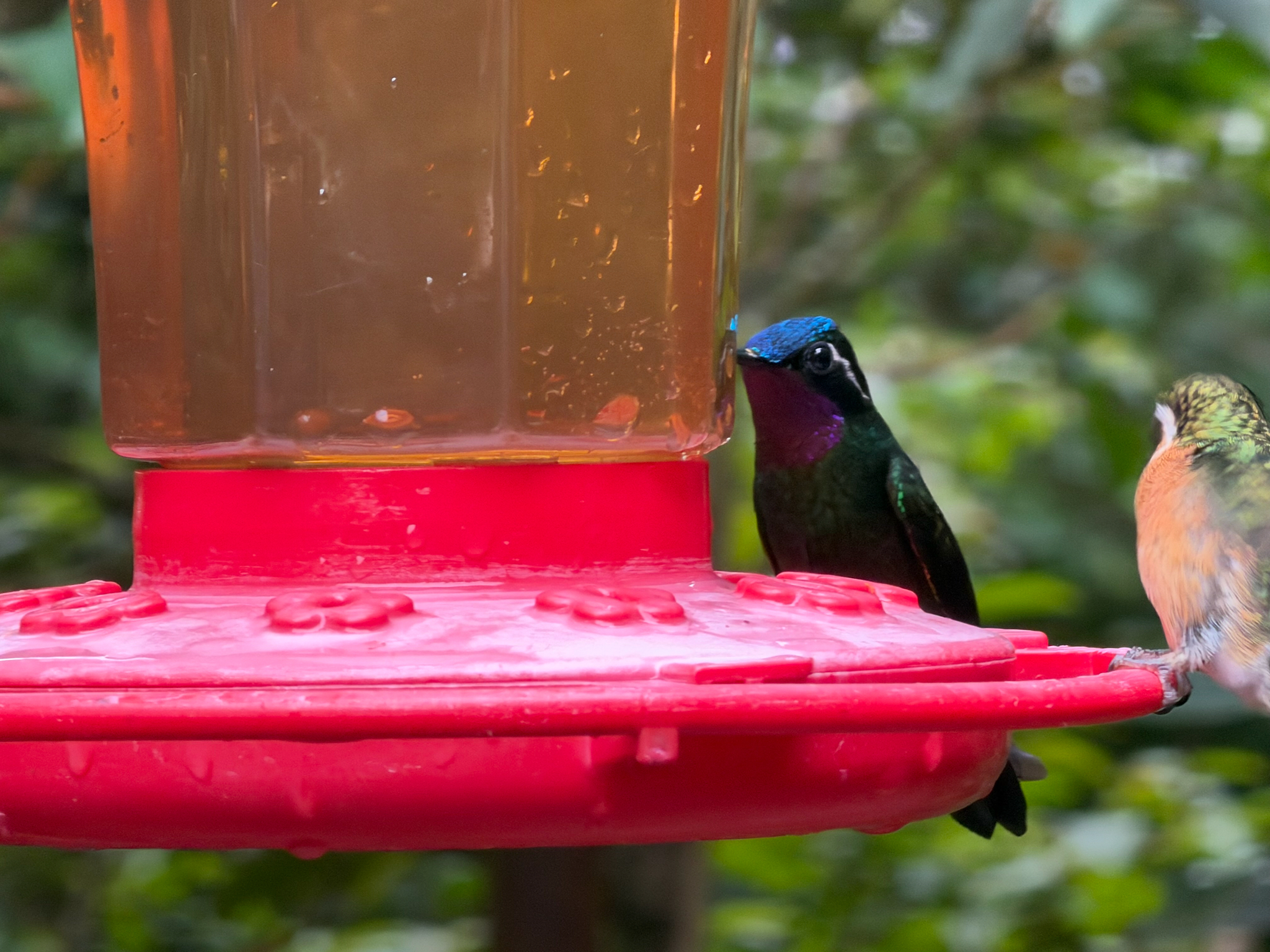 Purple-throated Mountaingem (Lampornis calolaemus), photo 6