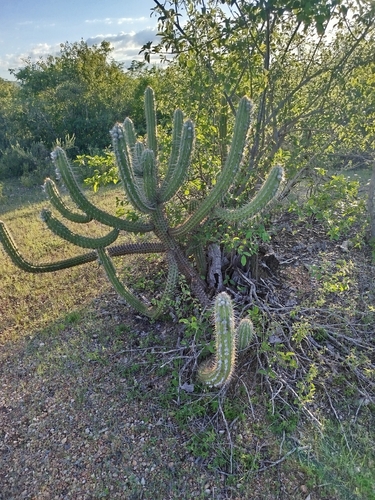 Xique-Xique (Xiquexique gounellei)