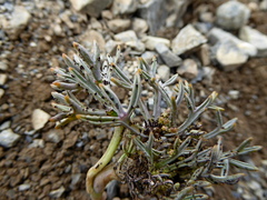 Lignocarpa carnosula