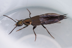 Philonthus decorus