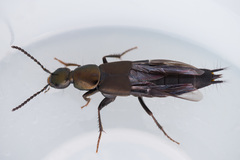 Philonthus decorus