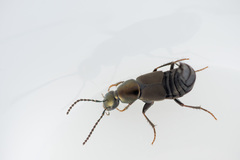 Philonthus decorus