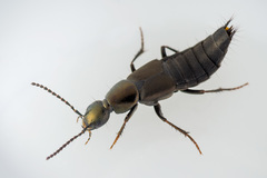 Philonthus decorus
