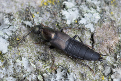 Philonthus decorus