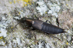 Philonthus decorus