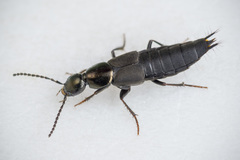 Philonthus decorus