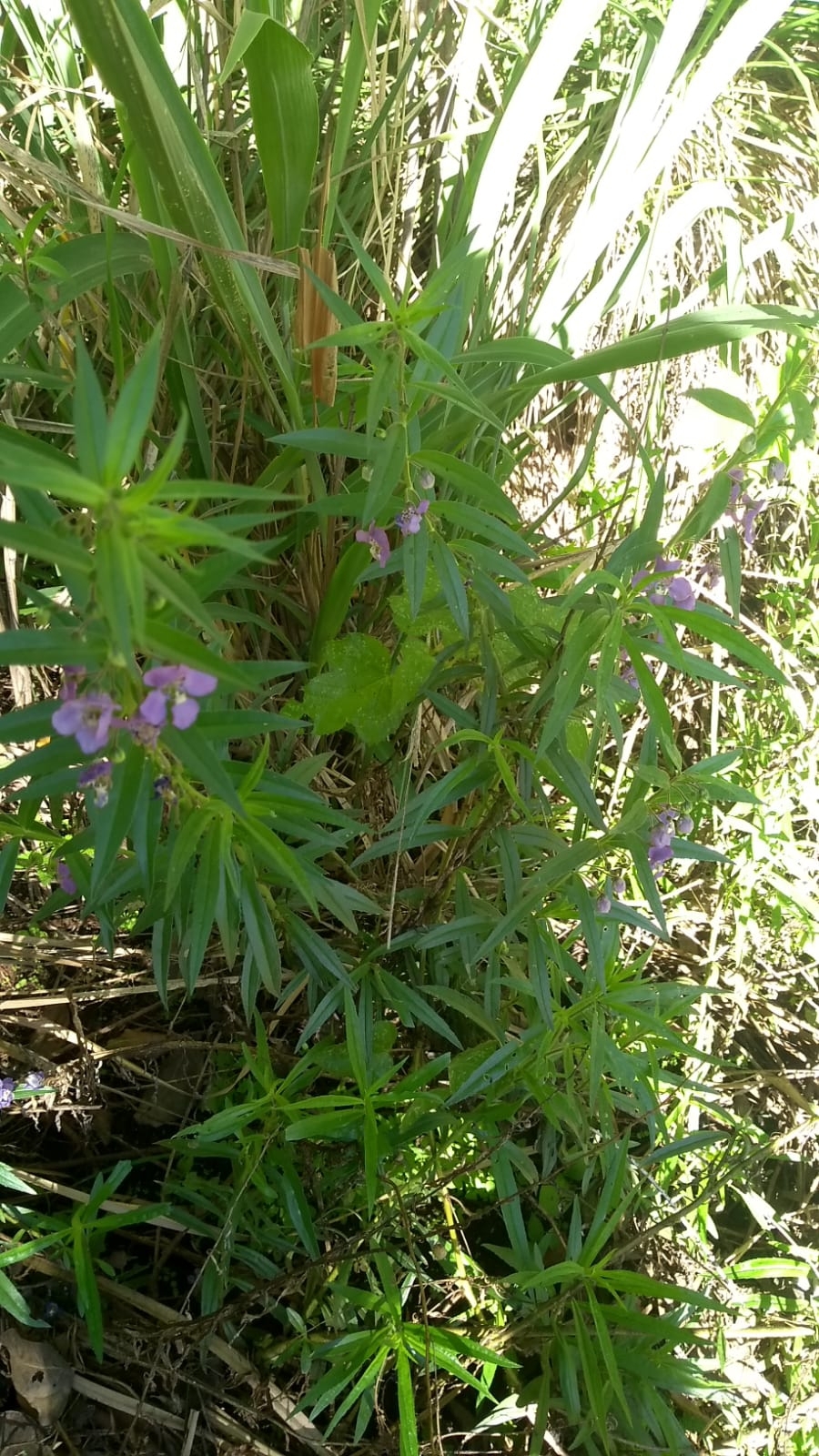Angelonia biflora