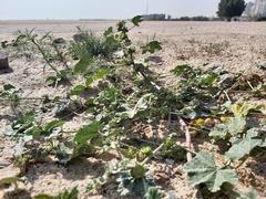 Malva parviflora