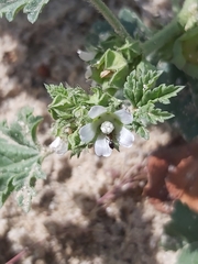 Malva parviflora