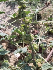 Malva parviflora