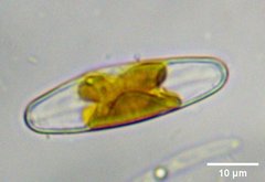 Staurophora columbiana