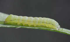 Melanchra persicariae