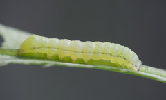 Melanchra persicariae