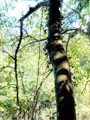 Ficus variegata garciae
