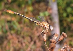 Paragomphus lineatus