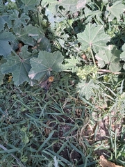 Campsomeriella thoracica