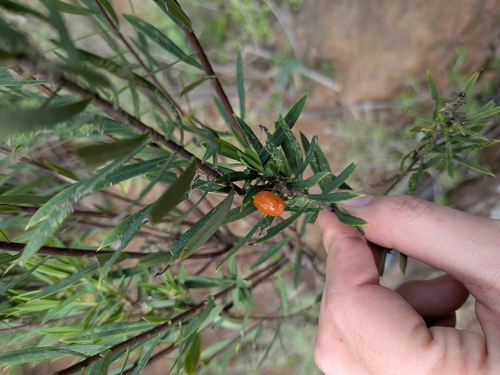 Flax-leaved Daphne