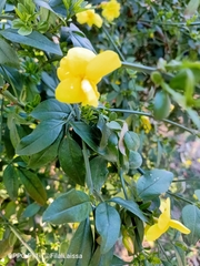 Jasminum mesnyi