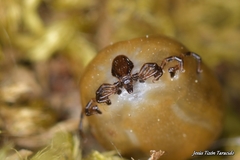 Ixodes frontalis