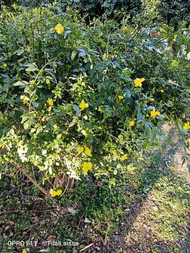 Jasminum mesnyi