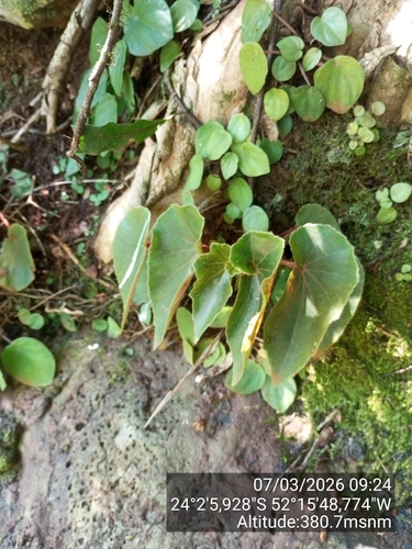 Begonia subvillosa
