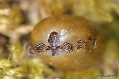 Ixodes frontalis