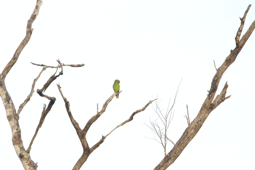 Red-browed Amazon (Amazona rhodocorytha), photo 1