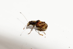 Phymatus cucullatus