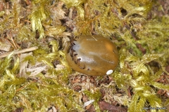 Ixodes frontalis