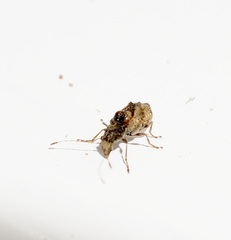 Phymatus cucullatus