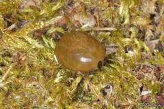 Ixodes frontalis