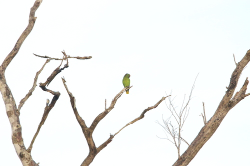 Red-browed Amazon (Amazona rhodocorytha), photo 2