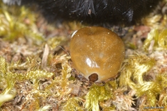 Ixodes frontalis