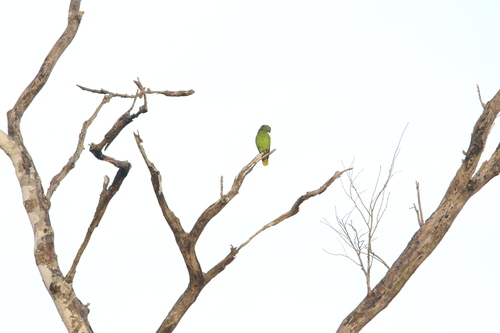 Red-browed Amazon (Amazona rhodocorytha), photo 9