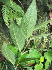 Cyclocodon lancifolius