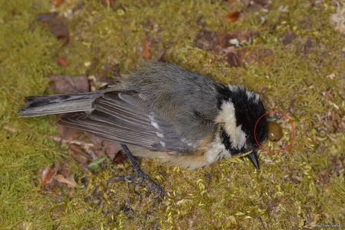 Passerine Tick