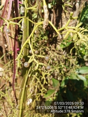 Rhipsalis cereuscula, photograph (c) Paulo C. O. Cunha, some rights reserved (CC BY)