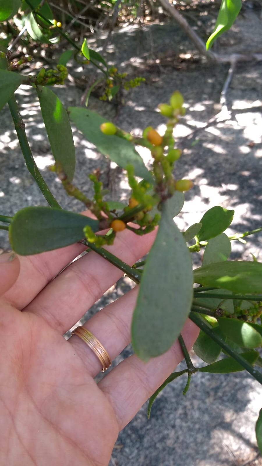 Phoradendron quadrangulare