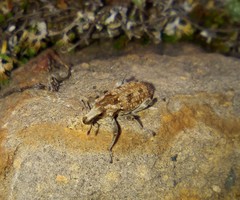 Apleurus angularis