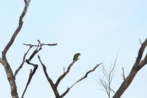 Red-browed Amazon (Amazona rhodocorytha), photo 10