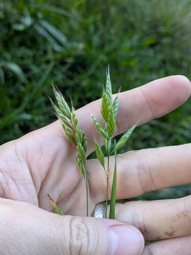 Bromus secalinus, 2026-03-02