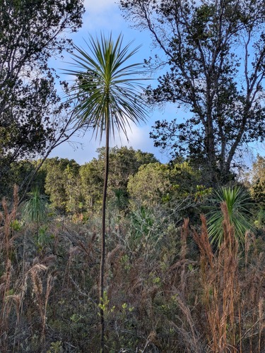 Iliau (Wilkesia gymnoxiphium)