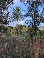 Wilkesia gymnoxiphium