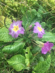 Primula vulgaris