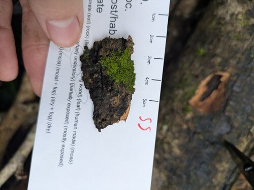 Drepanolejeunea anderssonii observed 2026-03-02