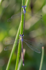 Lestes tridens