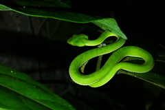 Trimeresurus sabahi