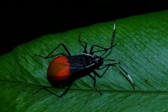 Dindymus vinulusoides