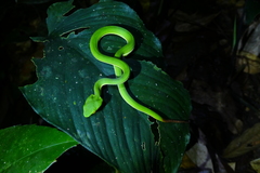 Trimeresurus sabahi